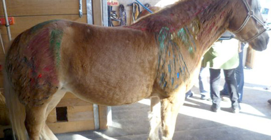 die Pferde- Tierärztin